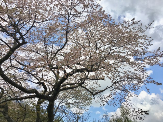 昭和村の桜
